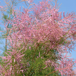 Tamariz rosa de Vero